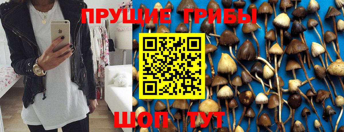 Псилоцибиновые грибы Psilocybe Кувандык